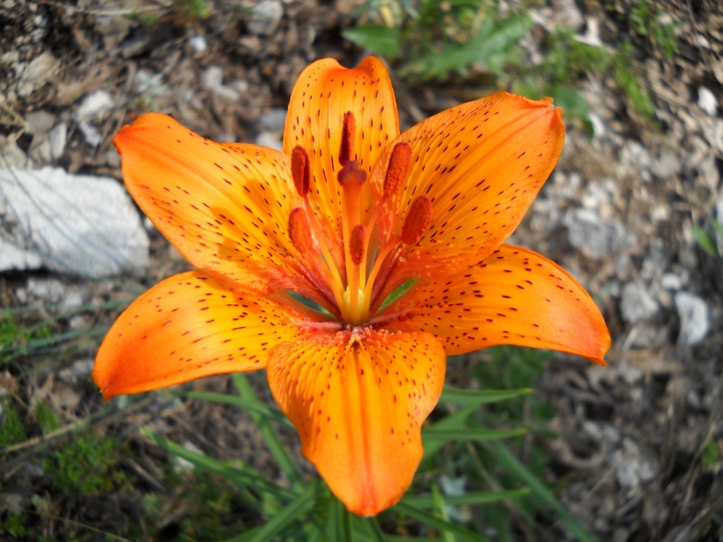 che giglio ? Lilium bulbiferum